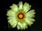 Preview: Plant with flower